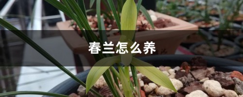 春兰怎么养