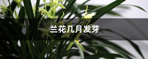 兰花几月发芽，秋季发芽吗