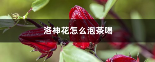 洛神花怎么泡茶喝