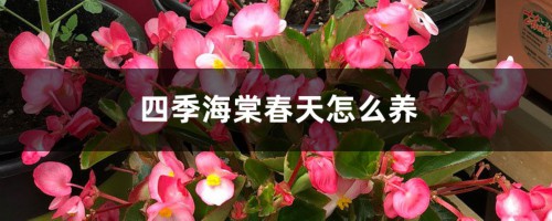 四季海棠春天怎么养