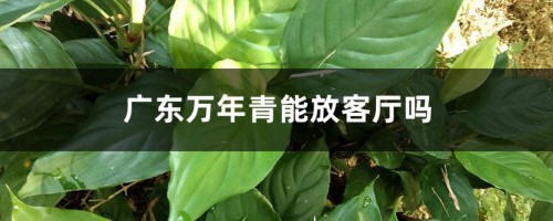 广东万年青能放客厅吗