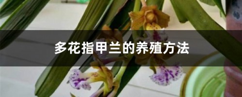 多花指甲兰的养殖方法